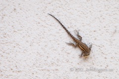 lizard