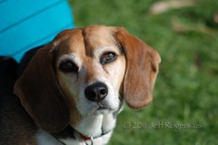 cute dog with caring eyes